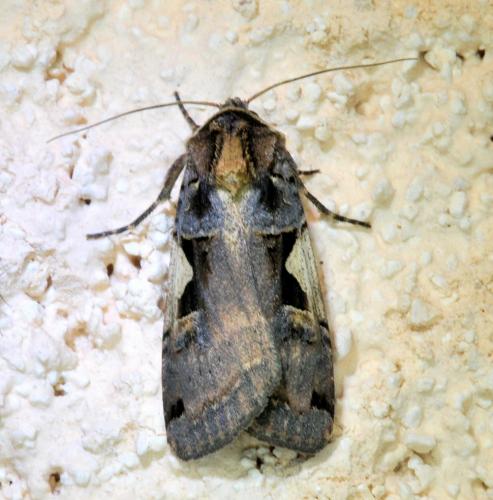 Réf. 336 507 : Xestia c-nigrum
